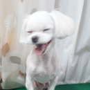 코이독(눈 내리는 강아지마을) 네이버블로그