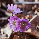 수품리웰빙등산로 | 진도 남망산(珍島 南望山).봄바람(春風)부는날 노루귀꽃 보며 남망산 숲길따라 접도(接島)한바퀴 걸어보다