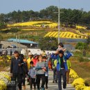 **고창 국화축제--질마제 서정주 시인 마을** 이미지