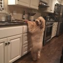 두들랜드 이미지