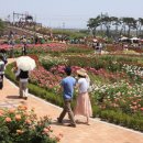 장미의거리3 이미지