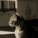 고양이 수염 이미지