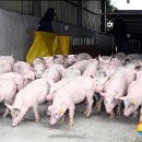 양성농장(1) 이미지