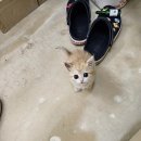 고양이입양소 이미지