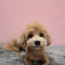 바오펫샵 이미지