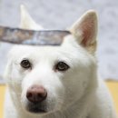 덥석육포