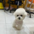 다올동물병원 | 전주반려견미용 우리 강아지의 행복한 미용 시간을 찾아서