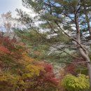 필례약수 | 강원도 단풍구경 명소 🍁 필례약수 단풍 끝자락 실시간 후기