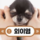 미사동물병원 네이버블로그