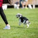 개들랜드 이미지