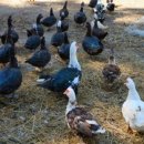 동녁골 농장 이미지