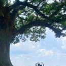 부여 데이트 코스 추천_부여사랑나무 후기❤️🌳