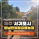 제주도 아이들과 가볼만한곳, 서귀포 최남단체험감귤농장 다녀왔던 방문후기