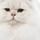 크린에버 이미지