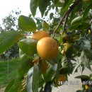 상림농장 이미지