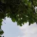 뭉개구름 이미지