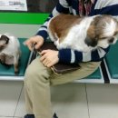 냥이멍이네 이미지