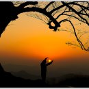 사랑나무 이미지