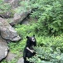 의신 베어빌리지 이미지