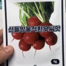 강우농장 | 방울 적환무 노지 파종 방법｜레디시 씨앗 심기와 수확 시기