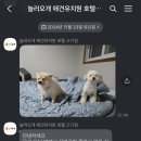 놀러오개 애견유치원 호텔 고기점 이미지