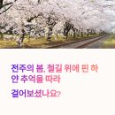 신가리 이팝나무길 | 전주 철길 따라 피어난 하얀 꽃길, 이팝나무길 산책의 감성 후기