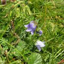 캄파눌라 바르바타(Campanula barbata) 이미지