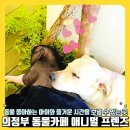 애니멀 프렌즈 이미지