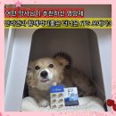 더나은식품 | 어떤약사 유튜버 추천 반려견과 함께 먹기좋은 영양제 더나은 rTG 오메가3 내돈내산 후기