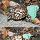 두꺼비민박 이미지