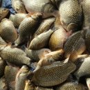 어의곡낚시터 이미지