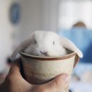 토끼토끼 이미지