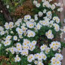 향기네무료급식소 이미지