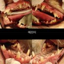 아람동물의료센터 이미지