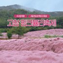 고창행복농장 | 고창 가을 여행지 추천 핑크뮬리축제 명소 꽃객프로젝트 수목원