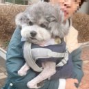 도그라움 이미지