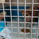 금비켄넬 이미지