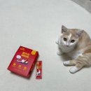 예지펫