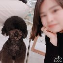 뽀도독애견카페