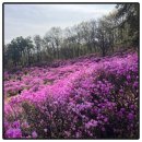(주)효성안양공장 - 4908 | 26년 효성 안양공장 진달래 축제 실제 방문후기, 먹거리, 주차, 벤츠 시승
