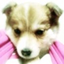 내사랑땡구 이미지