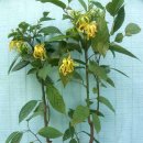 일랑일랑 이미지