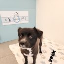 다솜애견 이미지