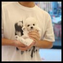 아이러브 독 이미지