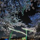 이동식 화장실(후천교 산책로) | 만석공원 벚꽃 개화 상태와 주차 정보, 환상적인 밤 산책로 걷기 (feat. 애견 동반)