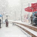 완도17호 이미지