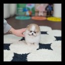 유앤미펫 강아지분양 고양이분양 용인점 이미지