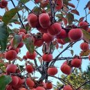 옥봉초등학교 이미지