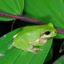 청개구리 이미지