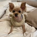 명랑도그 이미지